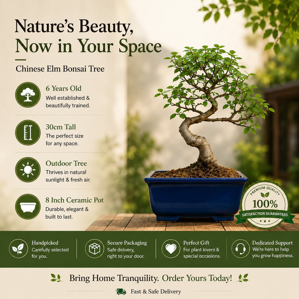 Chinese Elm Outdoor Bonsai Tree 4 Years 30cm