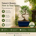 Chinese Elm Outdoor Bonsai Tree 4 Years 30cm
