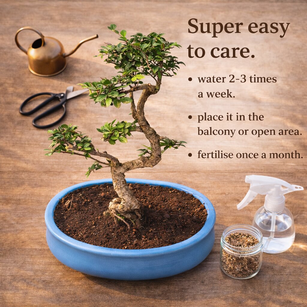 Chinese Elm Bonsai 8 Years