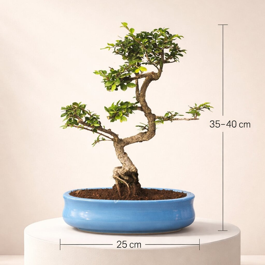 Chinese Elm Bonsai Tree 8 Years 35 CM