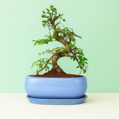 Chinese Elm Bonsai Plant 5 Years Old 30 cm with Tray