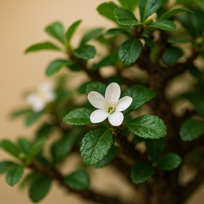 Carmona Flowering Indoor Bonsai Tree – 10 Years, Ceramic Fish Pot