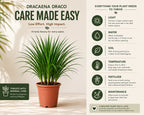 Dracaena Draco Plant – Bold Tropical Indoor Plant for Homes & Offices (3 in 1)
