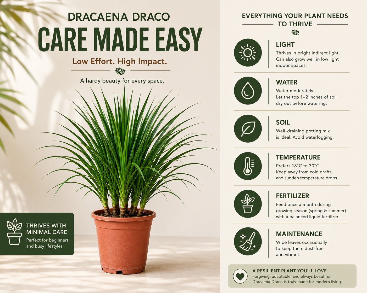 Dracaena Draco Plant – Bold Tropical Indoor Plant for Homes & Offices (3 in 1)