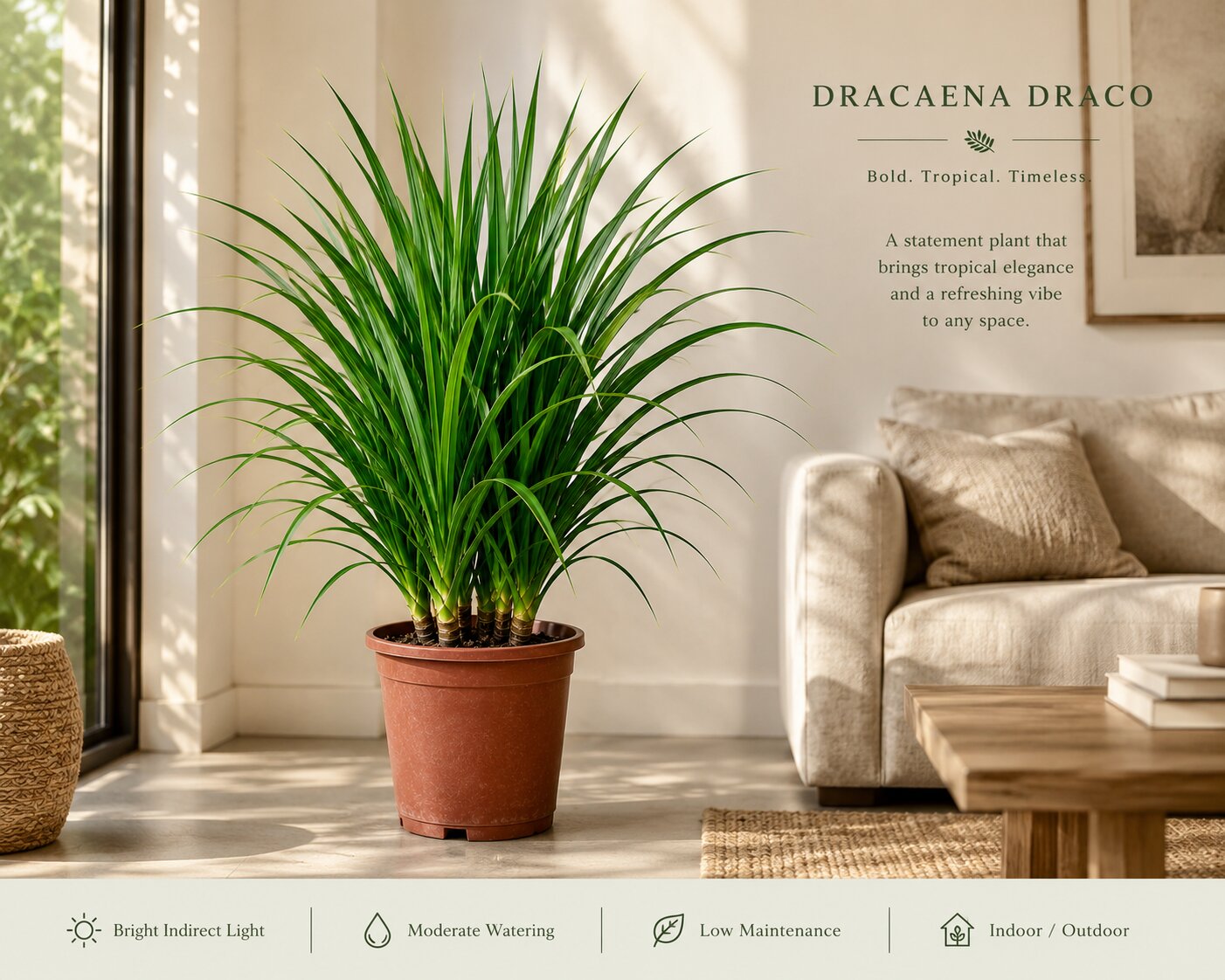 Dracaena Draco Plant – Bold Tropical Indoor Plant for Homes & Offices (3 in 1)
