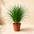 Dracaena Draco Plant – Bold Tropical Indoor Plant for Homes & Offices (3 in 1)