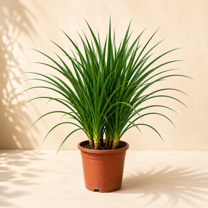 Dracaena Draco Plant – Bold Tropical Indoor Plant for Homes & Offices (3 in 1)