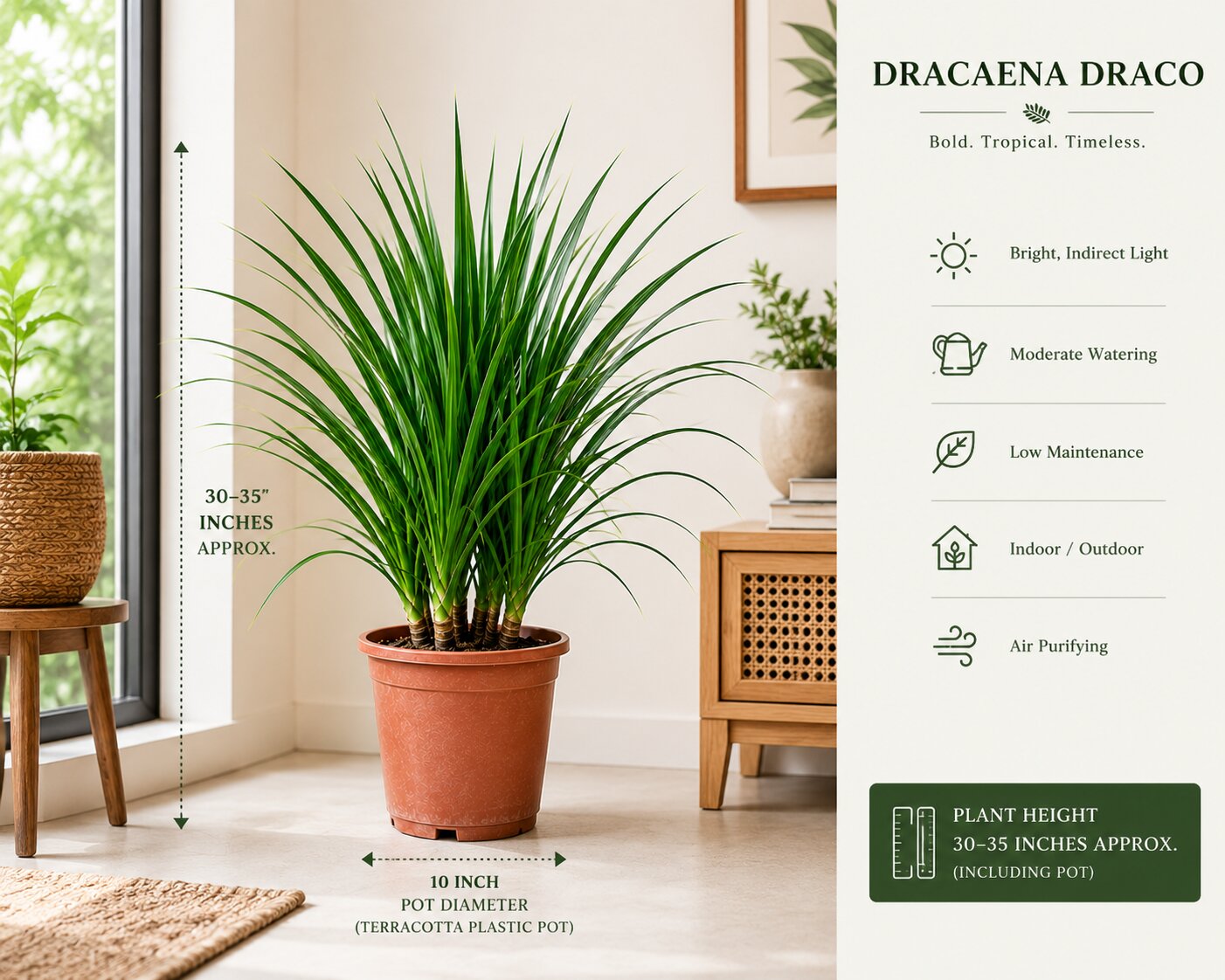 Dracaena Draco Plant – Bold Tropical Indoor Plant for Homes & Offices (3 in 1)