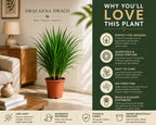 Dracaena Draco Plant – Bold Tropical Indoor Plant for Homes & Offices (3 in 1)