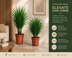 Dracaena Draco Plant – Bold Tropical Indoor Plant for Homes & Offices (3 in 1)