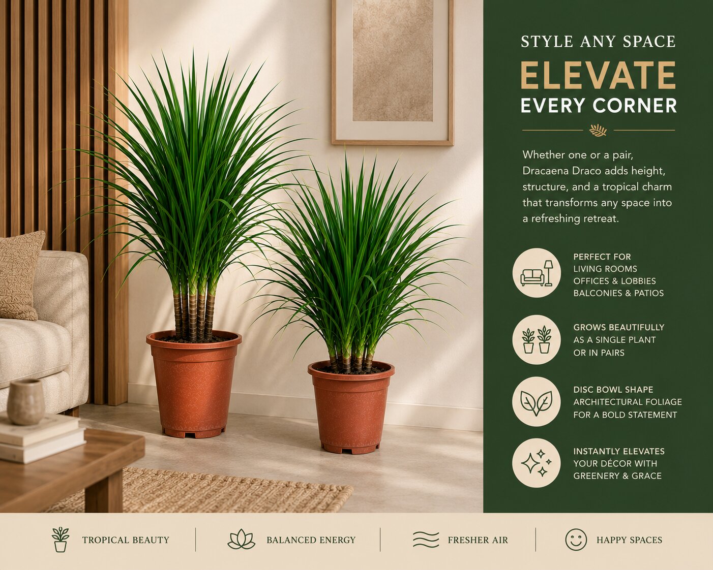 Dracaena Draco Plant – Bold Tropical Indoor Plant for Homes & Offices (3 in 1)