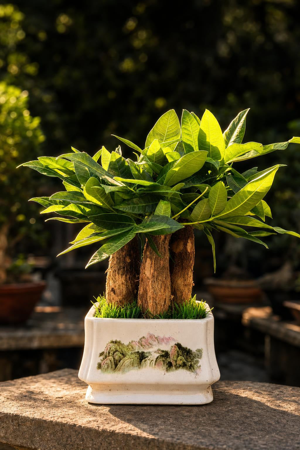 Pachira Money Tree Bonsai 3-in-1 in Ceramic Pot