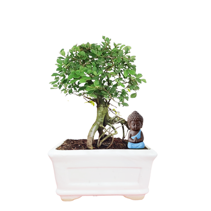 Buy Ceramic Plant Pot, Bonsai Pot 18 cm 7.2 inches - Abana Homes