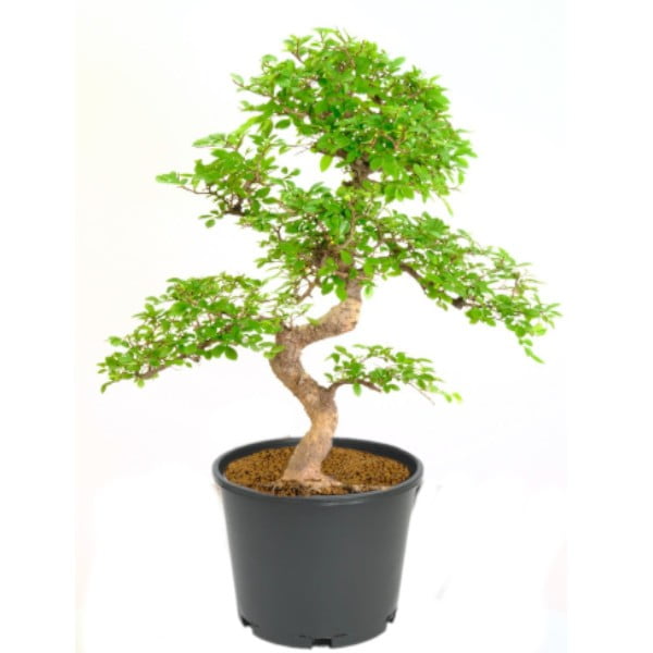 Stylish MultiCurve Chinese Elm Bonsai Tree 15 Years 45 cm PP Pot