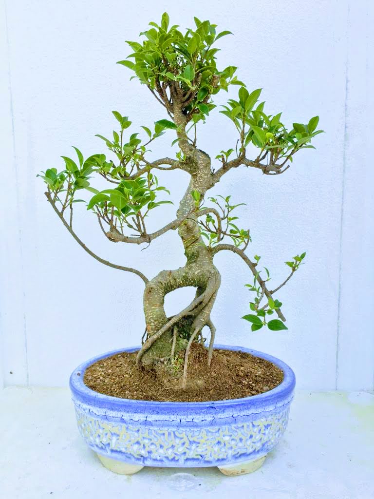Aerial Roots Ficus Bonsai 15 Yrs 50 cm