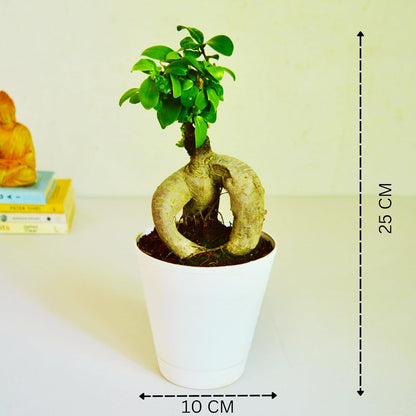 Ficus Indoor Bonsai Plant in Self Watering PP Pot