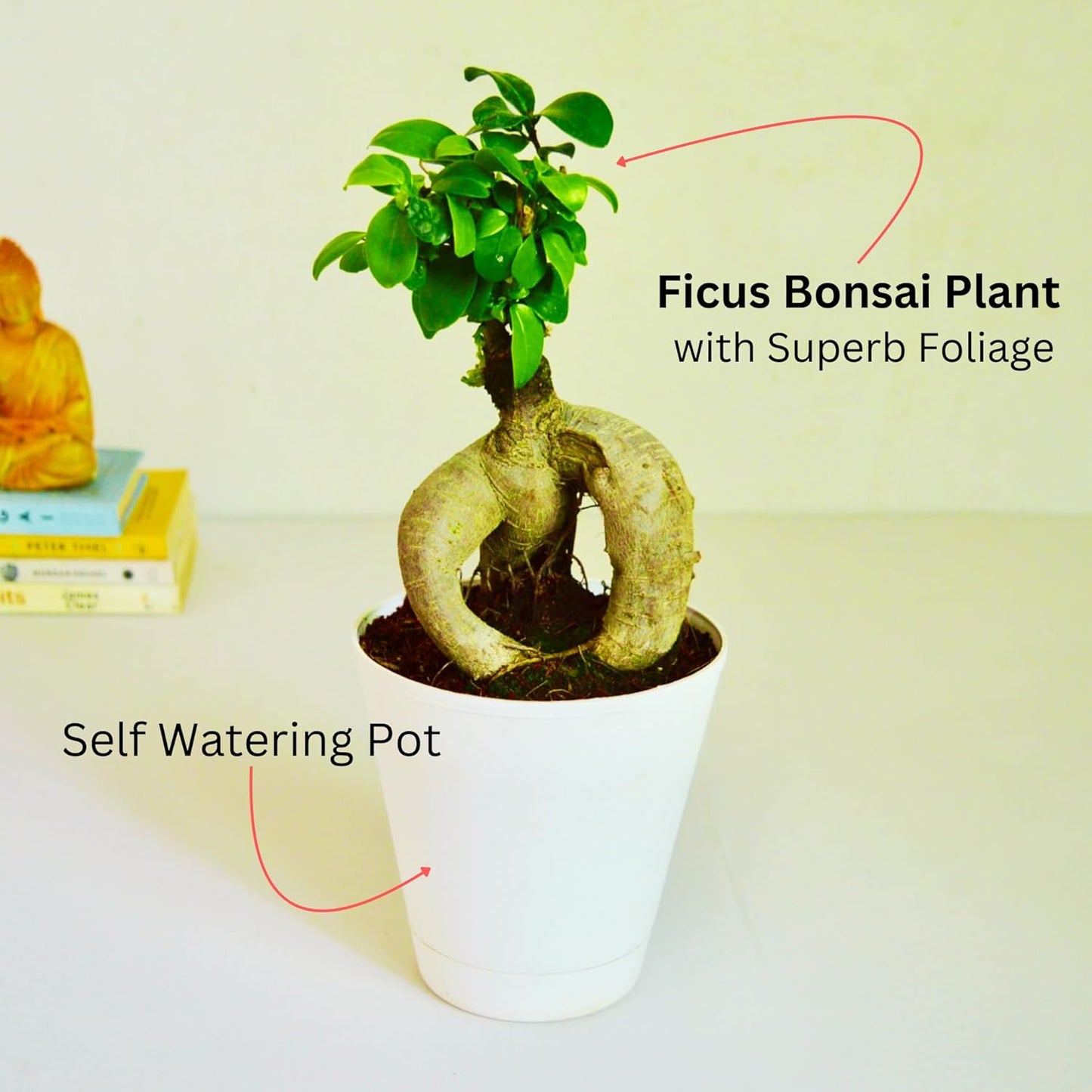 Ficus Indoor Bonsai Plant in Self Watering PP Pot