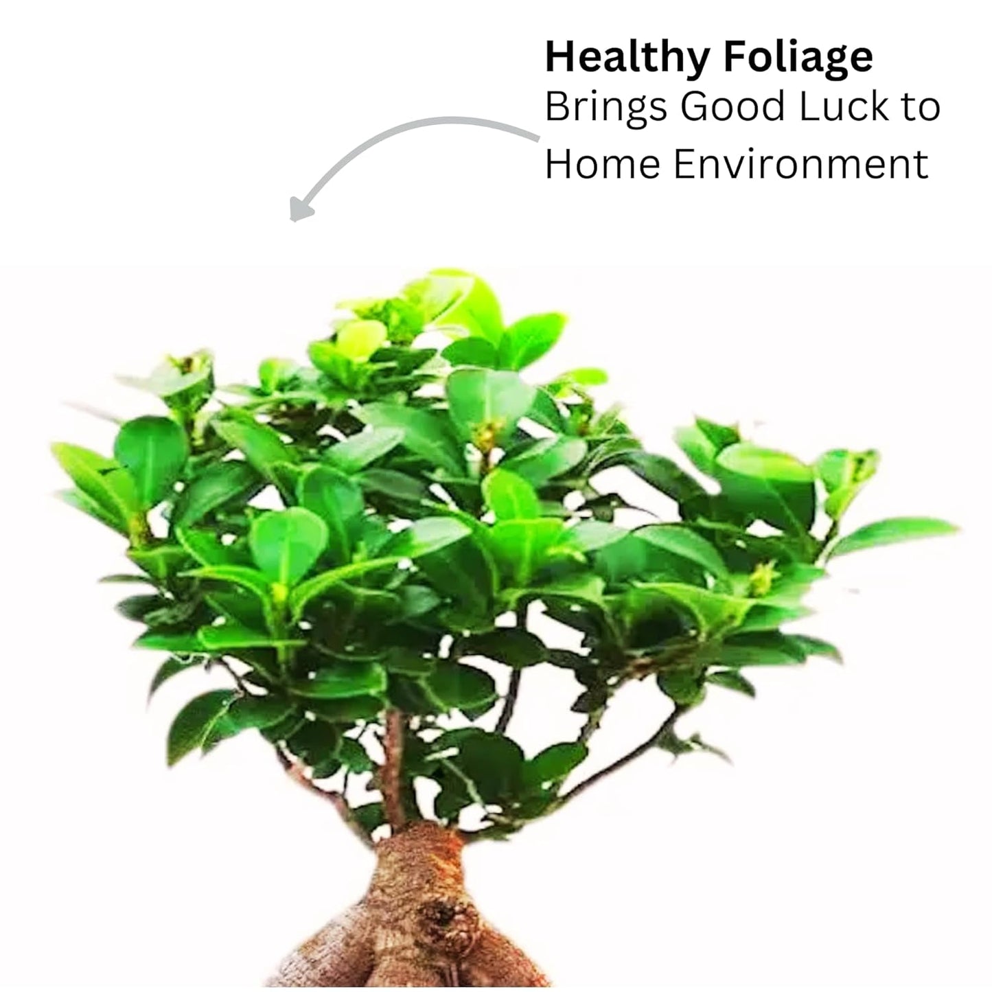 Ficus Indoor Bonsai Plant in Self Watering PP Pot