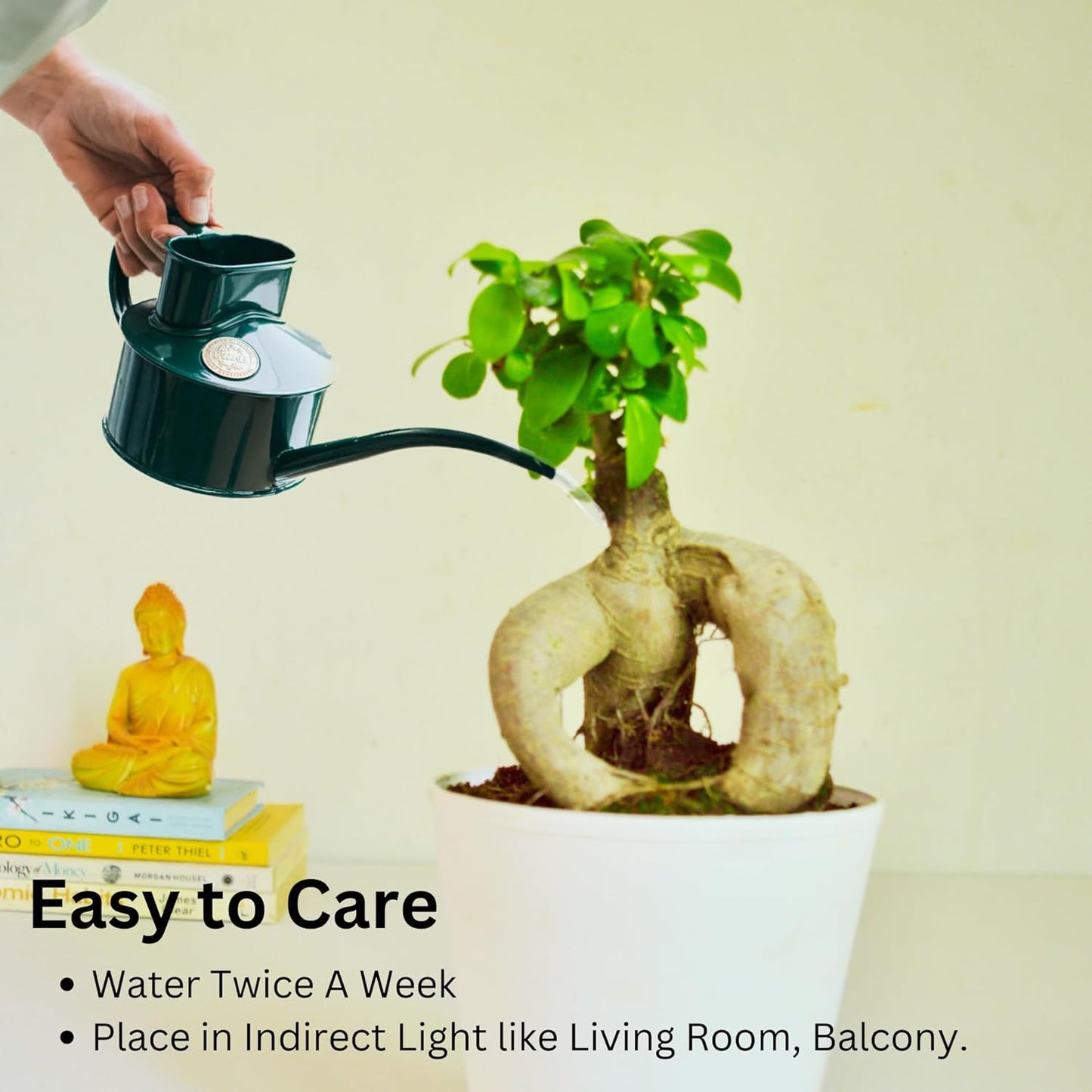 Ficus Indoor Bonsai Plant in Self Watering PP Pot