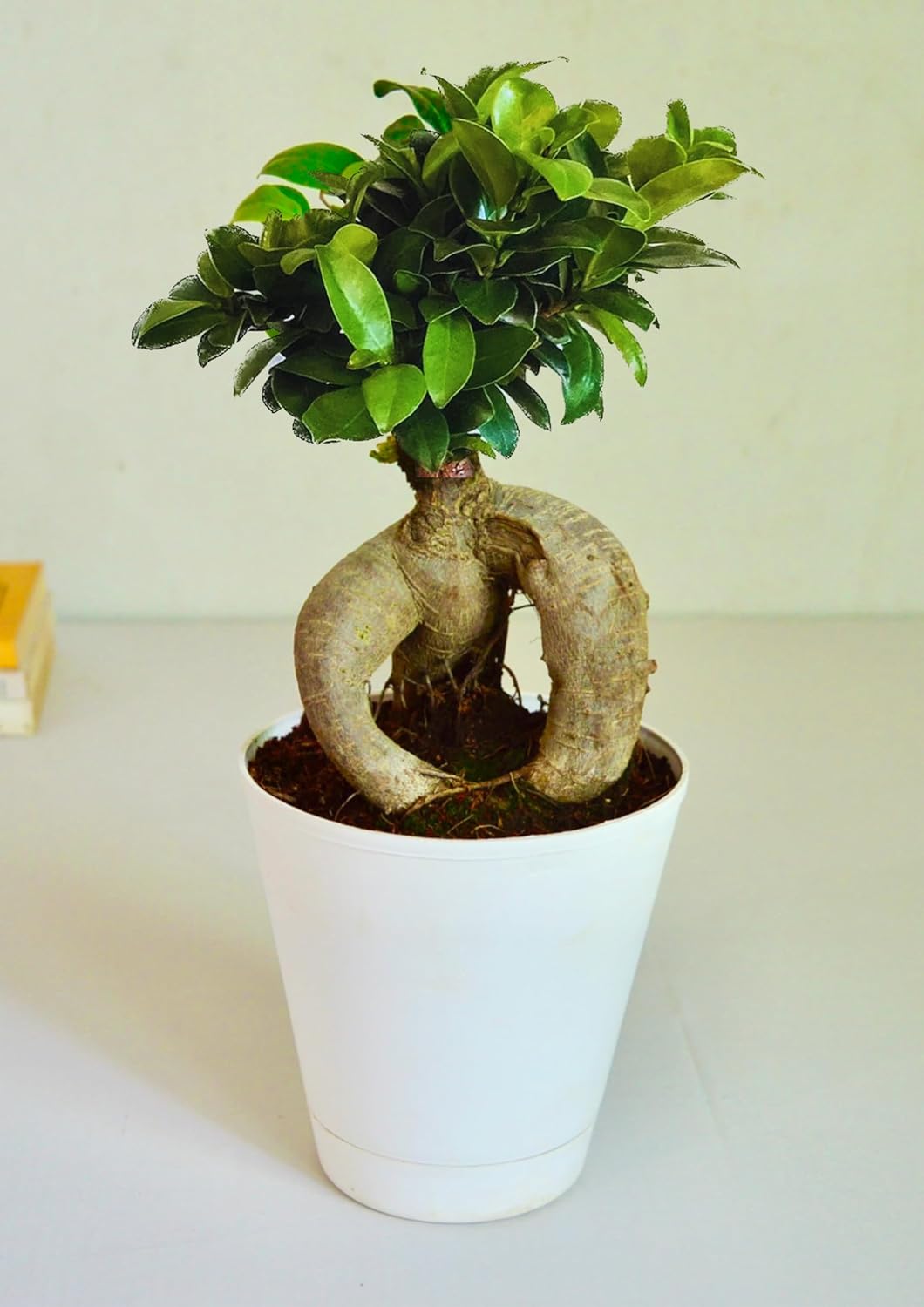 Ficus Indoor Bonsai Plant in Self Watering PP Pot