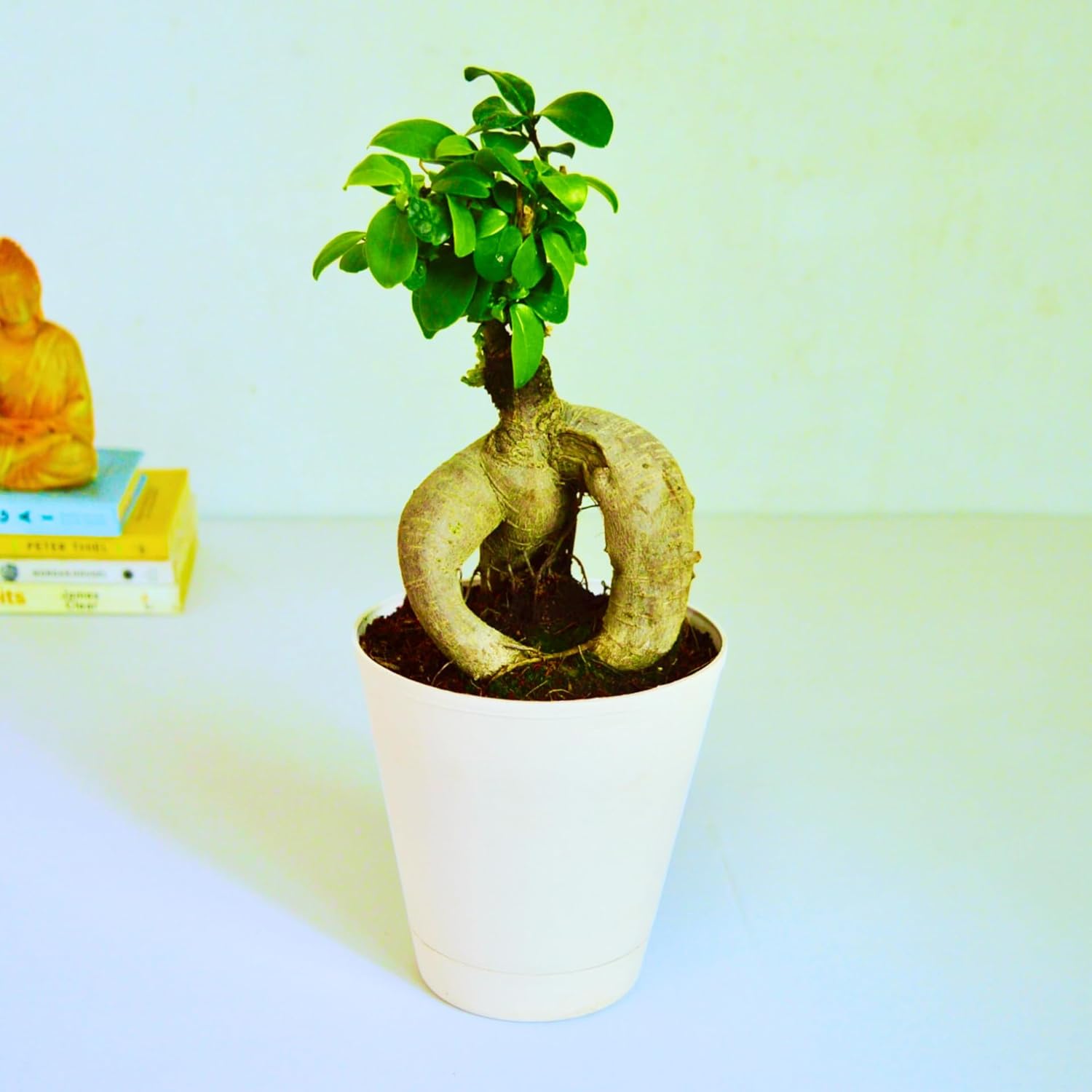 Ficus Bonsai in PP Pot - AbanaHomes