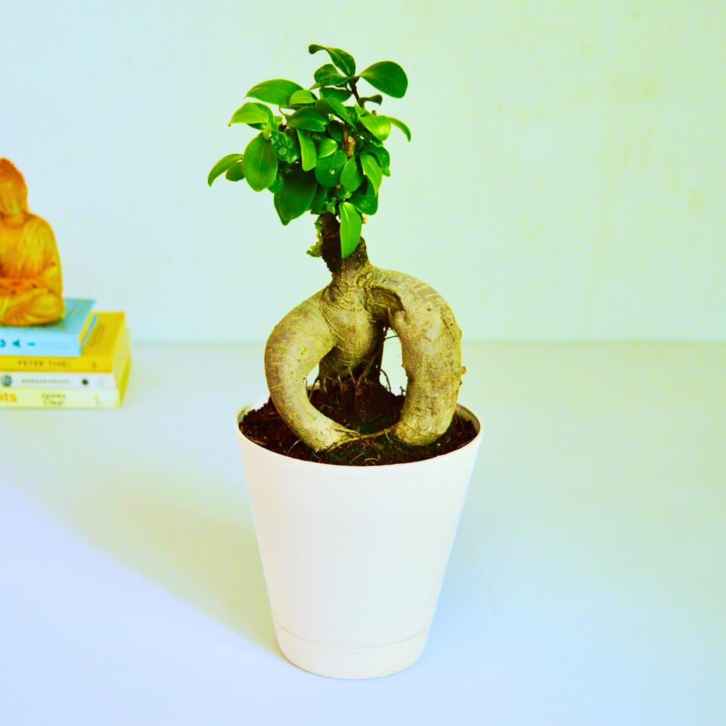 Ficus Indoor Bonsai Plant in Self Watering PP Pot