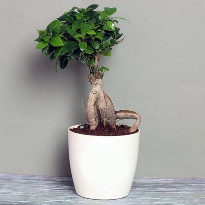 Buy Ficus Bonsai Plant in Ceramic Pot 9 Years - Abana Homes