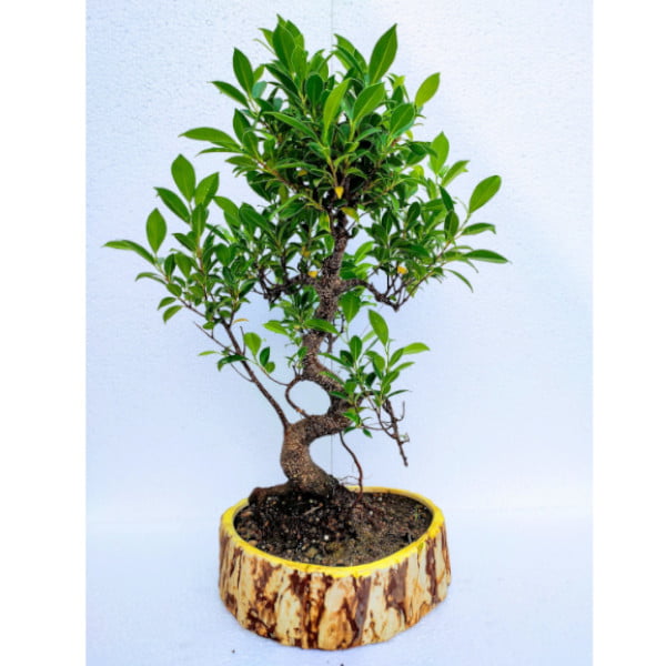 Buy Ficus Bonsai with Studying Ganesh - Abana Homes