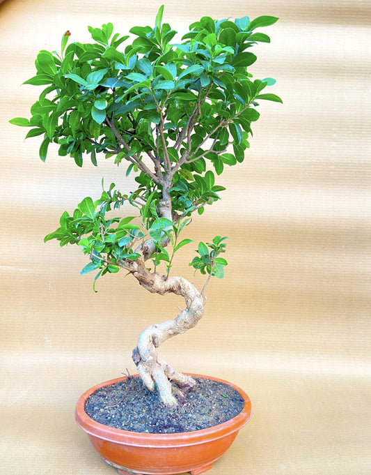 Ficus Bonsai Tree Big Bonsai 15 Years 70 cm