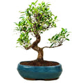 Ficus Plant Bonsai Tree 9 years 40 cm