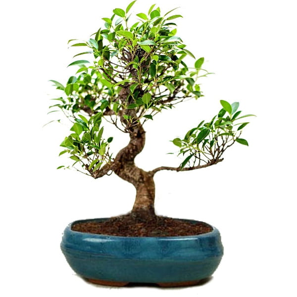 Exotic Ficus Plant Bonsai Tree 9 years 35 cm