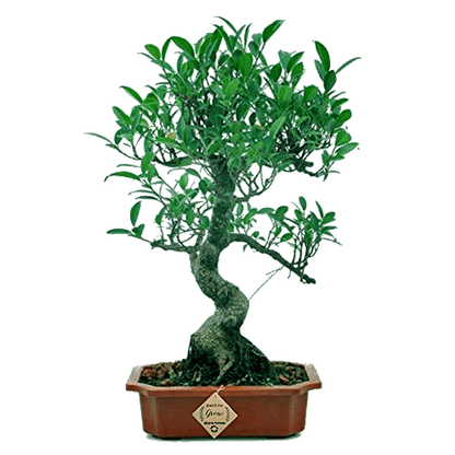 Ficus Bonsai Live Tree 9 Yrs Old 35cm