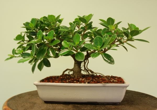 Buy Stylish Ficus Plant Bonsai 4 Yrs (20cm) - Abana Homes