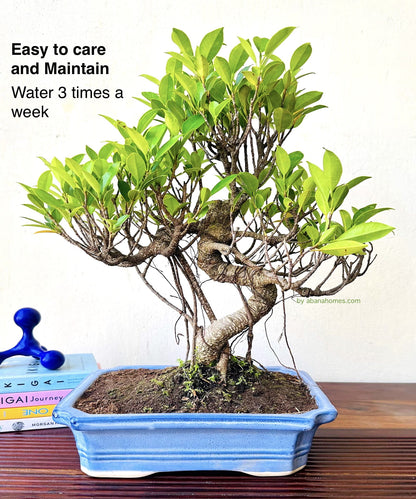 Ficus Plant Bonsai Aerial Roots In Blue Ceramic Pot 12 Yrs 40 cm