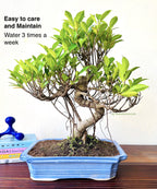 Aerial Roots Ficus Bonsai 12 Yrs 40 cm