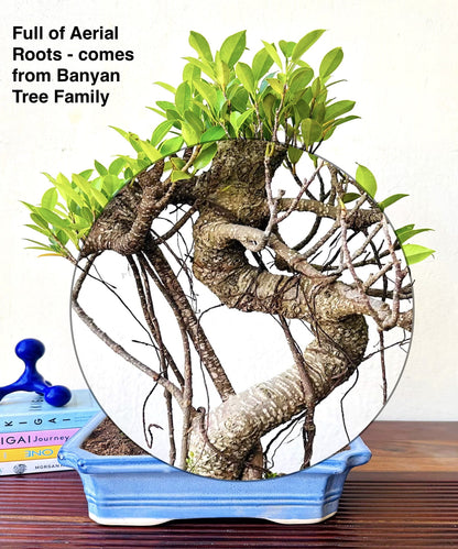 Ficus Plant Bonsai Aerial Roots In Blue Ceramic Pot 12 Yrs 40 cm