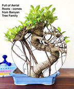 Aerial Roots Ficus Bonsai 12 Yrs 40 cm