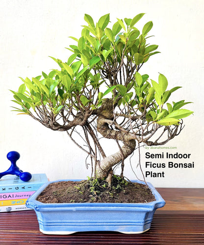 Ficus Plant Bonsai Aerial Roots In Blue Ceramic Pot 12 Yrs 40 cm