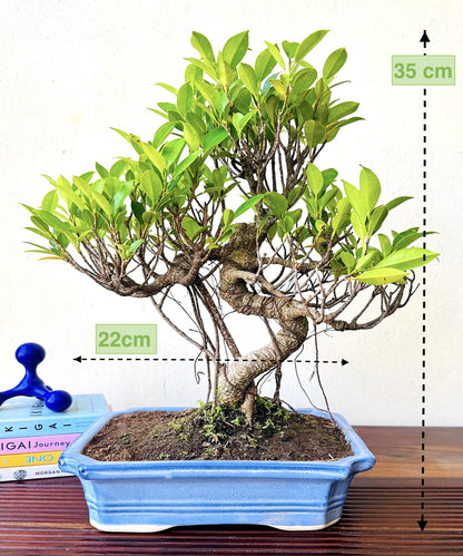 Ficus Plant Bonsai Aerial Roots In Blue Ceramic Pot 12 Yrs 40 cm