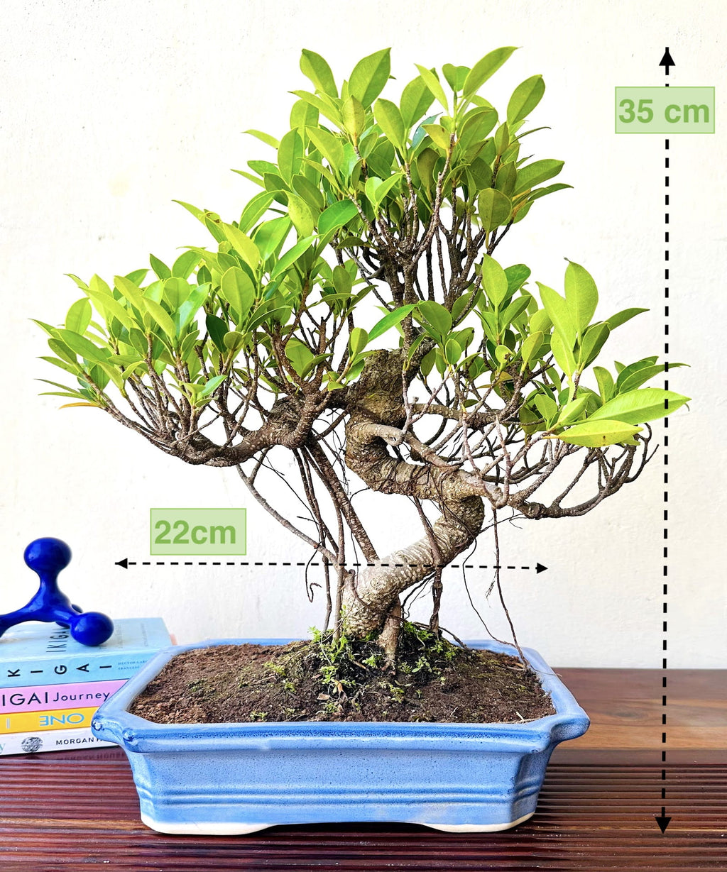 Aerial Roots Ficus Bonsai 12 Yrs 40 cm