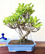 Aerial Roots Ficus Bonsai 12 Yrs 40 cm