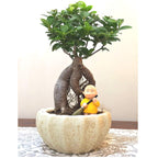 Kamrak Ceramic Bonsai Pot 13 cm 5 inches