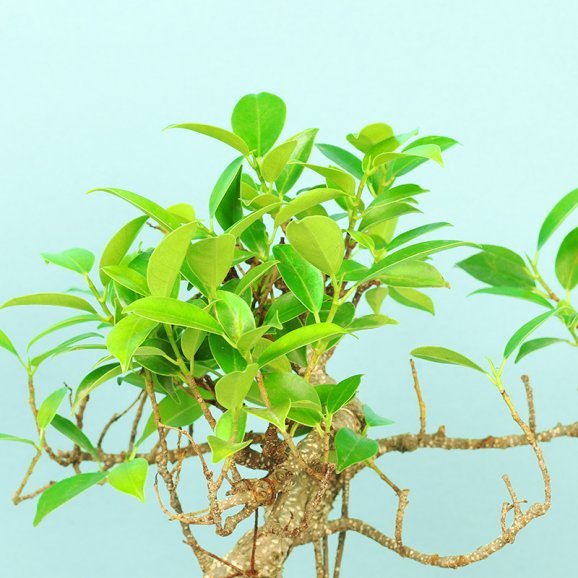 Exotic Ficus Plant Bonsai Tree 9 years 35 cm