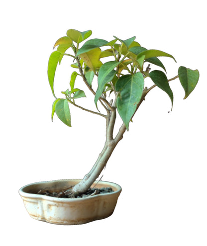 Buy Ficus Sheila Bonsai 3 Years - Abana Homes