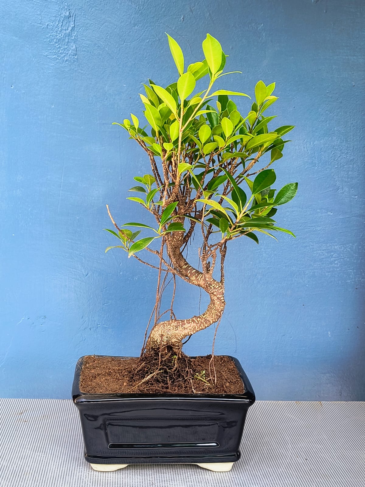bonsai tree with 5 leaves 5-Year-Old Ficus Banyan Bonsai Tree 30cm