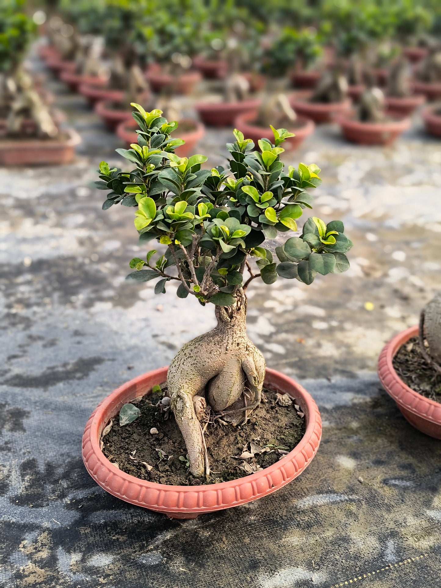Ginseng Ficus Plant 8 Years 30 cm
