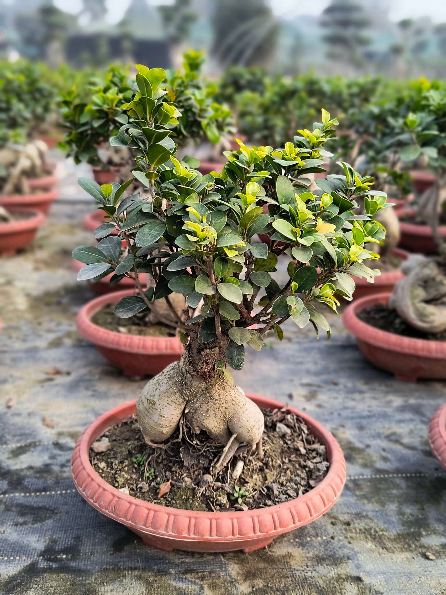 Ginseng Ficus Plant 8 Years 30 cm