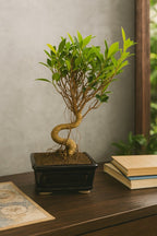 5-Years-Old Banyan Bonsai Tree 30cm Tall