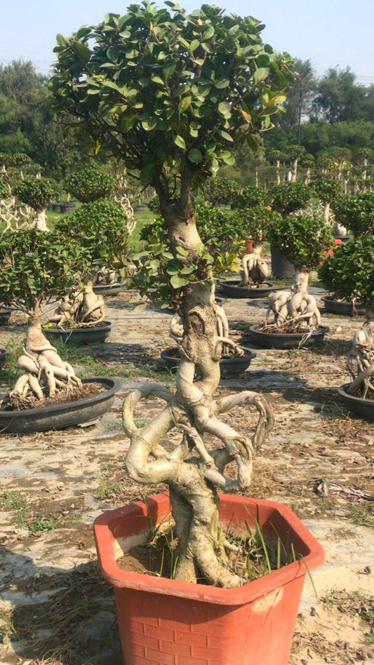 Auspicious Ficus Bonsai Tree