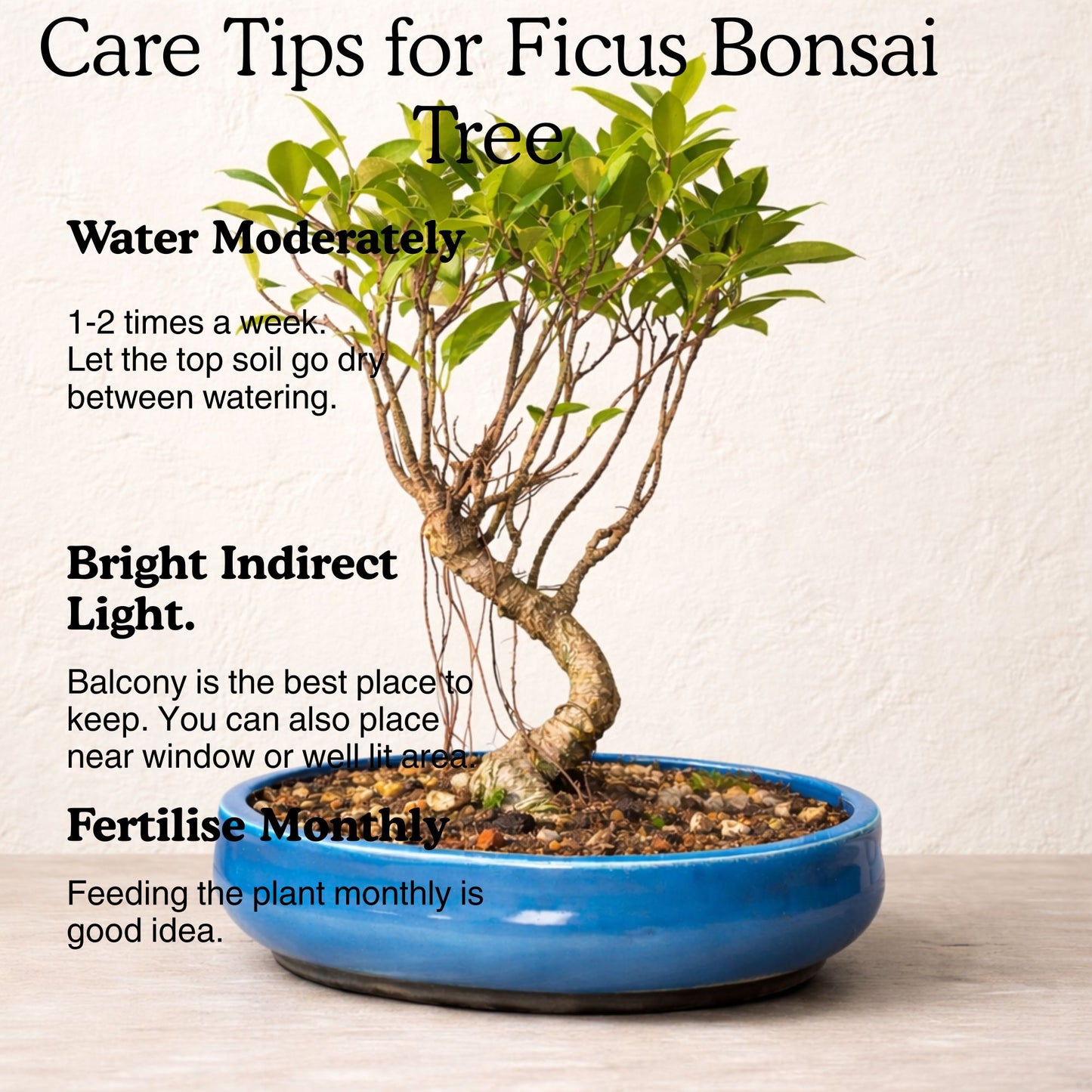 4-Years-Old Banyan Bonsai Tree In Ceramic Pot